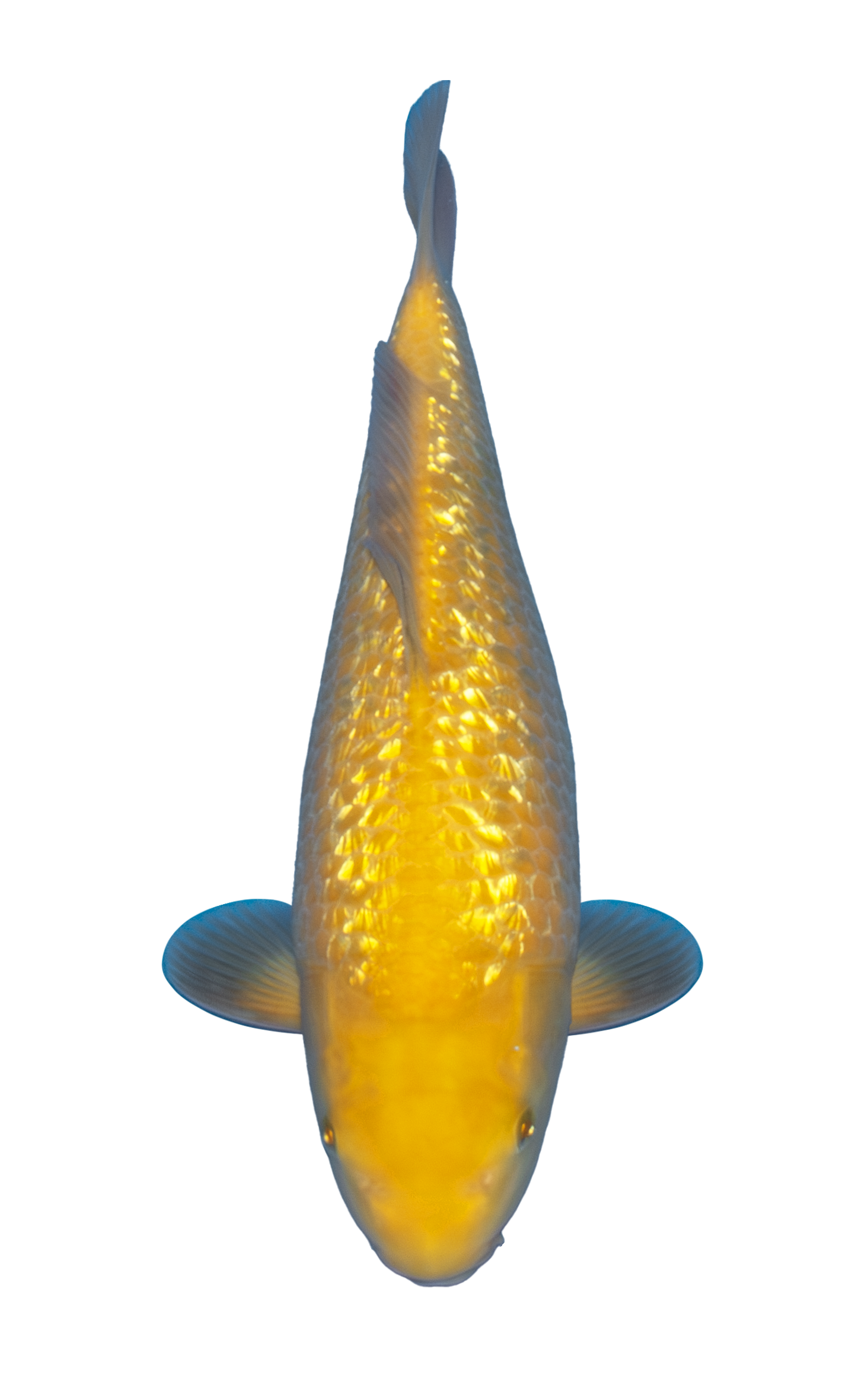 Auction Koi Auction 34